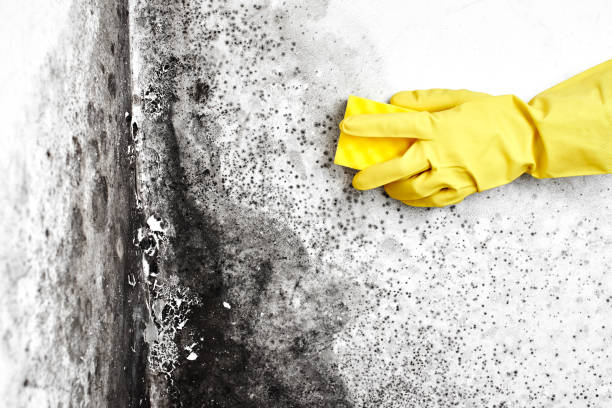 Best Health and Safety Mold Remediation in Caldwell, TX