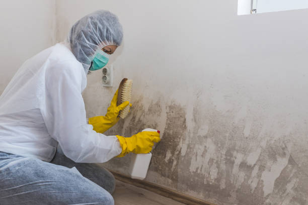 Best Post-Flood Mold Remediation in Caldwell, TX