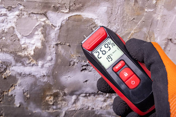 Best White Mold Remediation in Caldwell, TX