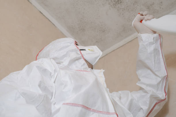 Best Health and Safety Mold Remediation in Caldwell, TX