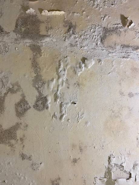 Best Kitchen Mold Remediation in Caldwell, TX
