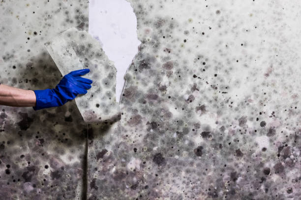 Best Crawl Space Mold Remediation in Caldwell, TX