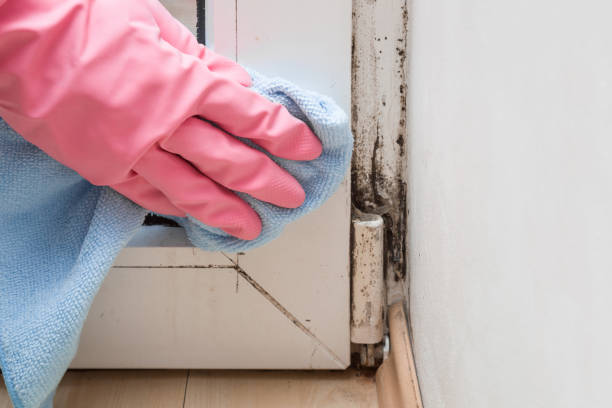 Best Residential Mold Remediation in Caldwell, TX