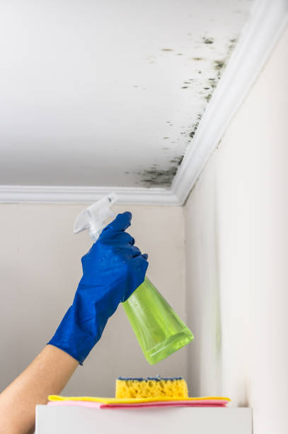 Best Mold Remediation for Specific Building Types in Caldwell, TX