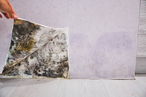 Best Basement Mold Remediation in Caldwell, TX